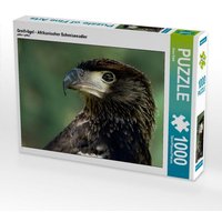 Greifvögel - Afrikanischer Schreiseeadler (Puzzle) von Calvendo Puzzle