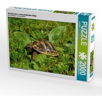 Griechisches Landschildkröten Baby (Puzzle) von Calvendo Puzzle