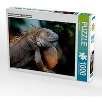 Grüner Leguan (Iguana iguana) (Puzzle) von Calvendo Puzzle