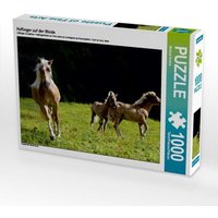 Haflinger auf der Weide (Puzzle) von Calvendo Puzzle