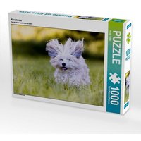 Havaneser (Puzzle) von Calvendo Puzzle