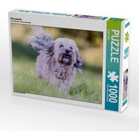 Havaneser (Puzzle) von Calvendo Puzzle