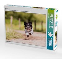 Havaneser (Puzzle) von Calvendo Puzzle