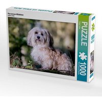 Havaneser-Mädchen (Puzzle) von Calvendo Puzzle