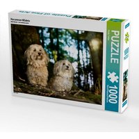 Havaneser-Mädels (Puzzle) von Calvendo Puzzle