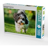 Havanser beim Apportieren (Puzzle) von Calvendo Puzzle