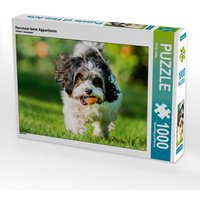 Havanser beim Apportieren (Puzzle) von Calvendo Puzzle