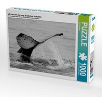 Ich bin dann mal weg; Buckelwal, Antarktis (Puzzle) von Calvendo Puzzle
