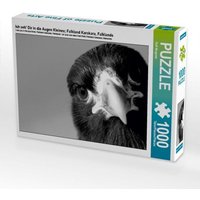Ich seh' Dir in die Augen Kleines; Falkland Karakara, Falklands (Puzzle) von Calvendo Puzzle