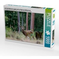 Juli: Der Beihirsch reagiert sich im Wald am Gebüsch ab. (Puzzle) von Calvendo Puzzle
