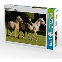Junge Palominohengste (Puzzle) von Calvendo Puzzle