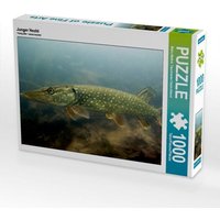 Junger Hecht (Puzzle) von Calvendo Puzzle