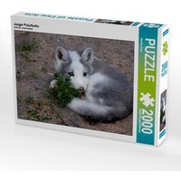 Junger Polarfuchs (Puzzle) von Calvendo Puzzle