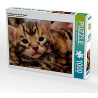 Kittengesicht mit 18 Tagen (Puzzle) von Calvendo Puzzle