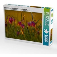 Kleine Laternen - Schachbrettblumen im Abendlicht (Puzzle) von Calvendo Puzzle