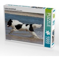 Landseer beim Badespaß (Puzzle) von Calvendo Puzzle
