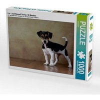 CALVENDO Puzzle Liu - Jack Russell Terrier, 10 Wochen 1000 Teile Puzzle quer 1000 Teile Lege-Größe 64 × 48 cm Foto-Puzzle für glückliche Stunden von Calvendo Puzzle
