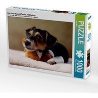 CALVENDO Puzzle Liu - Jack Russell-Terrier, 10 Wochen 1000 Teile Puzzle quer 1000 Teile Lege-Größe 64 × 48 cm Foto-Puzzle für glückliche Stunden von Calvendo Puzzle