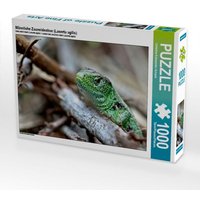 Männliche Zauneidechse (Lacerta agilis) (Puzzle) von Calvendo Puzzle