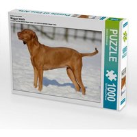 Magyar Vizsla - Wintermotiv, 1000 Teile von Calvendo Puzzle