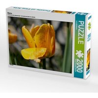 Makro (Puzzle) von Calvendo Puzzle