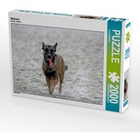 Malinois (Puzzle) von Calvendo Puzzle