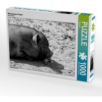 Minischwein Ferkel (Puzzle) von CALVENDO Verlag GmbH