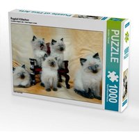 Ragdoll Kätzchen (Puzzle) von Calvendo Puzzle