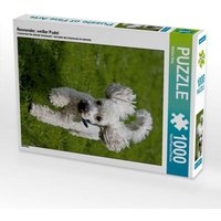 Rennender, weißer Pudel (Puzzle) von Calvendo Puzzle