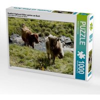 Scottish Highland Kälber spielen am Bach (Puzzle) von Calvendo Puzzle