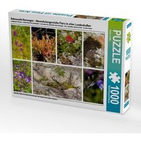 Sehnsucht Norwegen - Abwechslungsreiche Flora in allen Landschaften (Puzzle) von Calvendo Puzzle