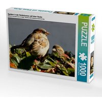 Spatzen in der Herbstsonne auf einer Hecke (Puzzle) von Calvendo Puzzle