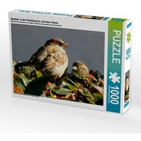 Spatzen in der Herbstsonne auf einer Hecke (Puzzle) von Calvendo Puzzle