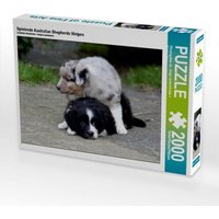 Spielende Australian Shepherds Welpen (Puzzle) von Calvendo Puzzle