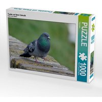 Taube auf dem Catwalk (Puzzle) von Calvendo Puzzle