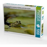 CALVENDO Puzzle Teichfrosch (Pelophylax esculentus) mit Blattlaus auf der Nase zwischen Seerosenblättern 1000 Teile Lege-Größe 64x48cm Foto-Puzzle für glückliche Stunden von Calvendo Puzzle