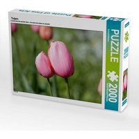 Tulpen (Puzzle) von Calvendo Puzzle