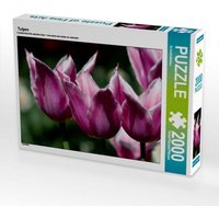 Tulpen (Puzzle) von Calvendo Puzzle