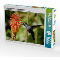 Violettkron-Brilliantkolibri (Eugenes fulgens) (Puzzle) von Calvendo Puzzle