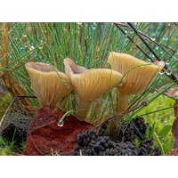 CALVENDO Puzzle Ampulloclitocybe clavipes 1000 Teile Lege-Größe 640 x 480 cm Foto-Puzzle Bild von Alain Gaymard CALVENDO Puzzle Ampulloclitocybe clavipes 1000 Teile Lege-Größe 640 x 480 cm Foto-Puzzle Bild von Alain Gaymard von Calvendo