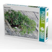 CALVENDO Puzzle Baum im Fenster 2000 Teile Lege-Größe 67 x 90 cm Foto-Puzzle Bild von Nina Schwarze CALVENDO Puzzle Baum im Fenster 2000 Teile Lege-Größe 67 x 90 cm Foto-Puzzle Bild von Nina Schwarze von Calvendo