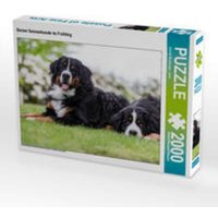 CALVENDO Puzzle Berner Sennenhunde im Frühling 2000 Teile Lege-Größe 90 x 67 cm Foto-Puzzle Bild von Annett Mirsberger CALVENDO Puzzle Berner Sennenhunde im Frühling 2000 Teile Lege-Größe 90 x 67 cm Foto-Puzzle Bild von Annett Mirsberger von Calvendo