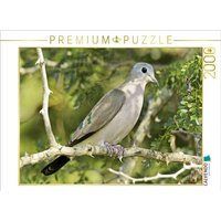 CALVENDO Puzzle Bronzefleck-Taube im Kruger Nationalpark 2000 Teile Lege-Größe 90x67cm Foto-Puzzle für glückliche Stunden von Calvendo