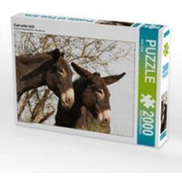 CALVENDO Puzzle Esel unter sich 2000 Teile Lege-Größe 90 x 67 cm Foto-Puzzle Bild von Meike Bölts CALVENDO Puzzle Esel unter sich 2000 Teile Lege-Größe 90 x 67 cm Foto-Puzzle Bild von Meike Bölts von CALVENDO V