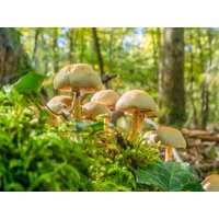 CALVENDO Puzzle Hypholoma fasciculare 1000 Teile Lege-Größe 640 x 480 cm Foto-Puzzle Bild von Alain Gaymard CALVENDO Puzzle Hypholoma fasciculare 1000 Teile Lege-Größe 640 x 480 cm Foto-Puzzle Bild von Alain Gaymard von Calvendo
