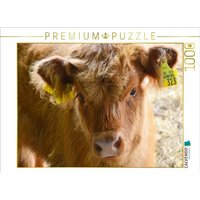 CALVENDO Puzzle Kälber - Kleine Herzensbrecher auf den Wiesen 1000 Teile Lege-Größe 64x48cm Foto-Puzzle für glückliche Stunden von Calvendo