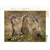 CALVENDO Puzzle Murmeltierversammlung 2000 Teile Lege-Größe 90x67cm Foto-Puzzle für glückliche Stunden von Calvendo