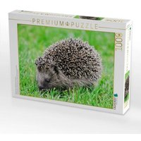 CALVENDO Puzzle Niedlich kleiner Igel läuft durch das Gras 1000 Teile Lege-Größe 64x48cm Foto-Puzzle für glückliche Stunden CALVENDO Puzzle Niedlich kleiner Igel läuft durch das Gras 1000 Teile Lege-Größe 64x48cm Foto-Puzzle für glückliche Stunden von Calvendo