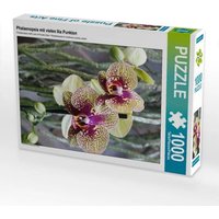 CALVENDO Puzzle Phalaenopsis 1000 Teile Lege-Größe 64x48cm Foto-Puzzle für glückliche Stunden CALVENDO Puzzle Phalaenopsis 1000 Teile Lege-Größe 64x48cm Foto-Puzzle für glückliche Stunden von Calvendo