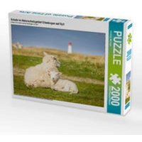 CALVENDO Puzzle Schafe im Naturschutzgebiet Ellenbogen auf Sylt 2000 Teile Lege-Größe 90 x 67 cm Foto-Puzzle Bild von Christian Müringer CALVENDO Puzzle Schafe im Naturschutzgebiet Ellenbogen auf Sylt 2000 Teile Lege-Größe 90 x 67 cm Foto-Puzzle Bild von Christian Müringer von Calvendo